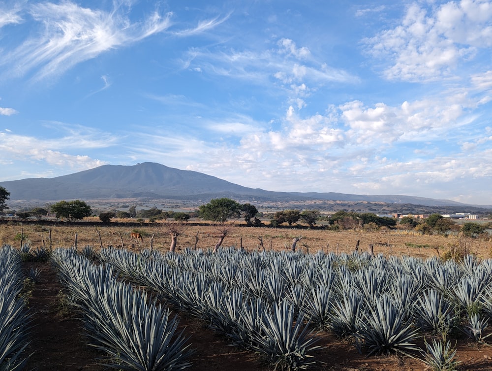 a field of pineapples with a mountain in the background