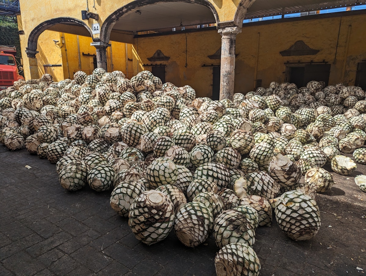 Hundreds of harvested agave piñas piled in the courtyard of a tequila distillery, their cross-hatched surfaces exposed after jimadores stripped the pencas