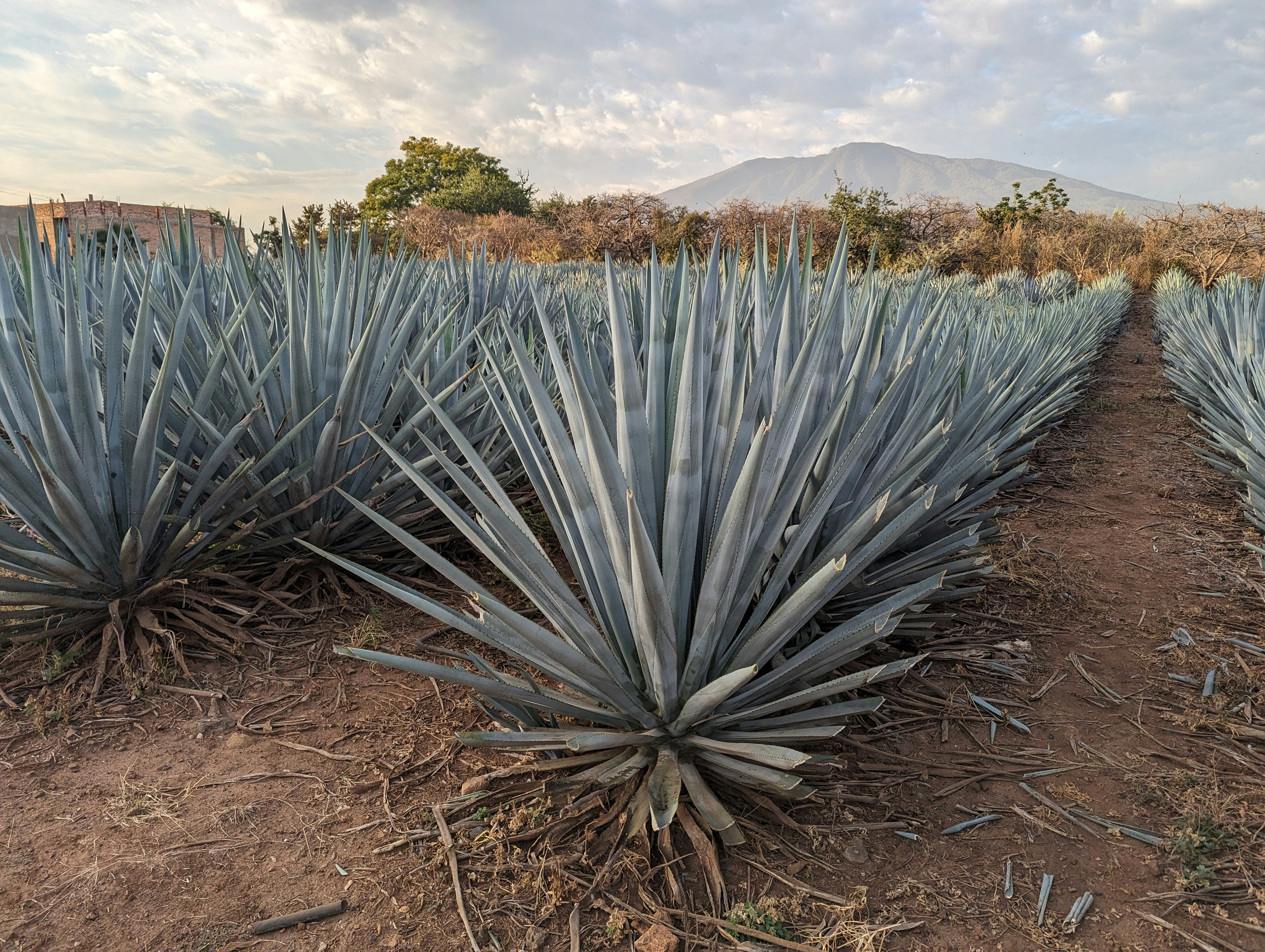 Plantación de agave 3
