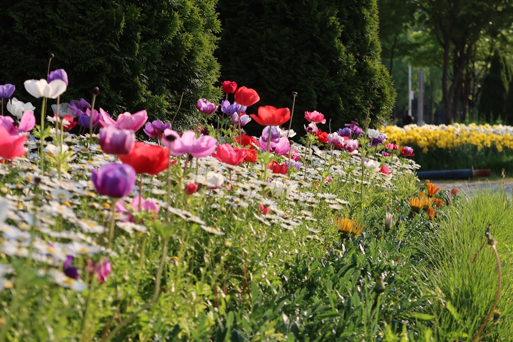 a bunch of flowers that are in the grass