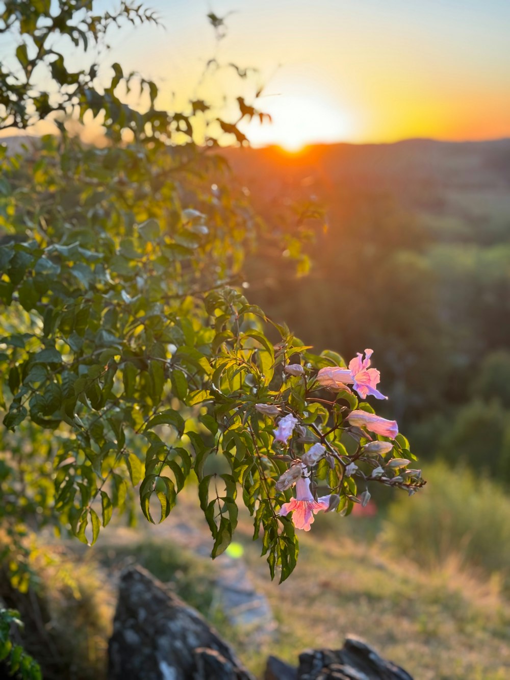 un arbre avec des fleurs roses au premier plan et un coucher de soleil à l’arrière-plan