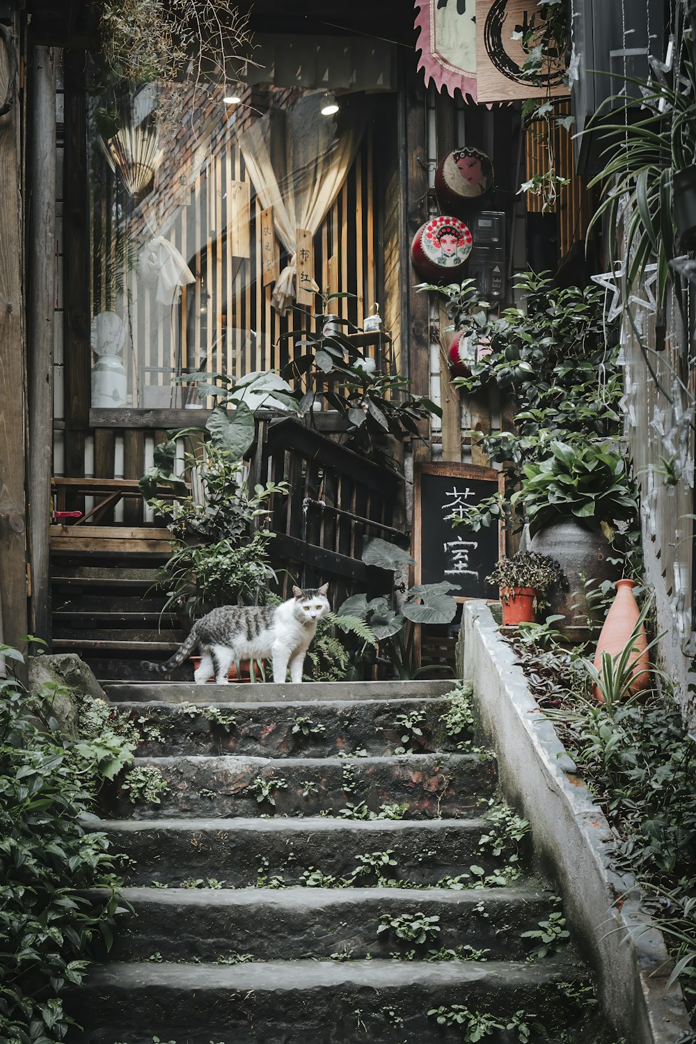 a cat is standing on a set of stairs