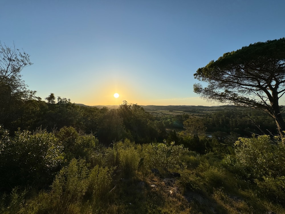 the sun is setting in the distance over the trees