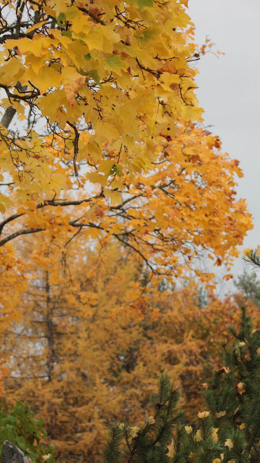 a bench under a tree with yellow leaves