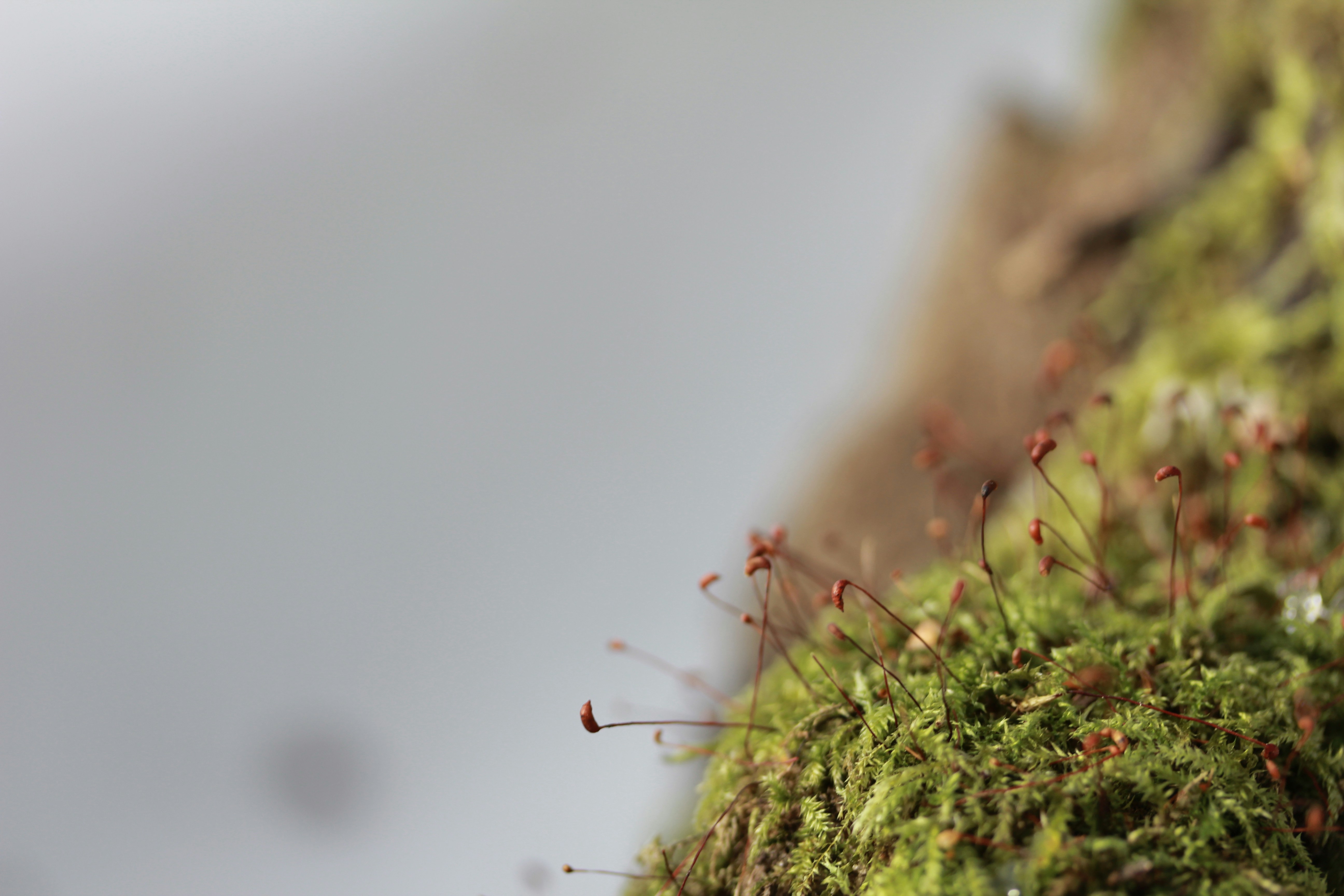 Ants gathering at the base of a hummingbird feeder