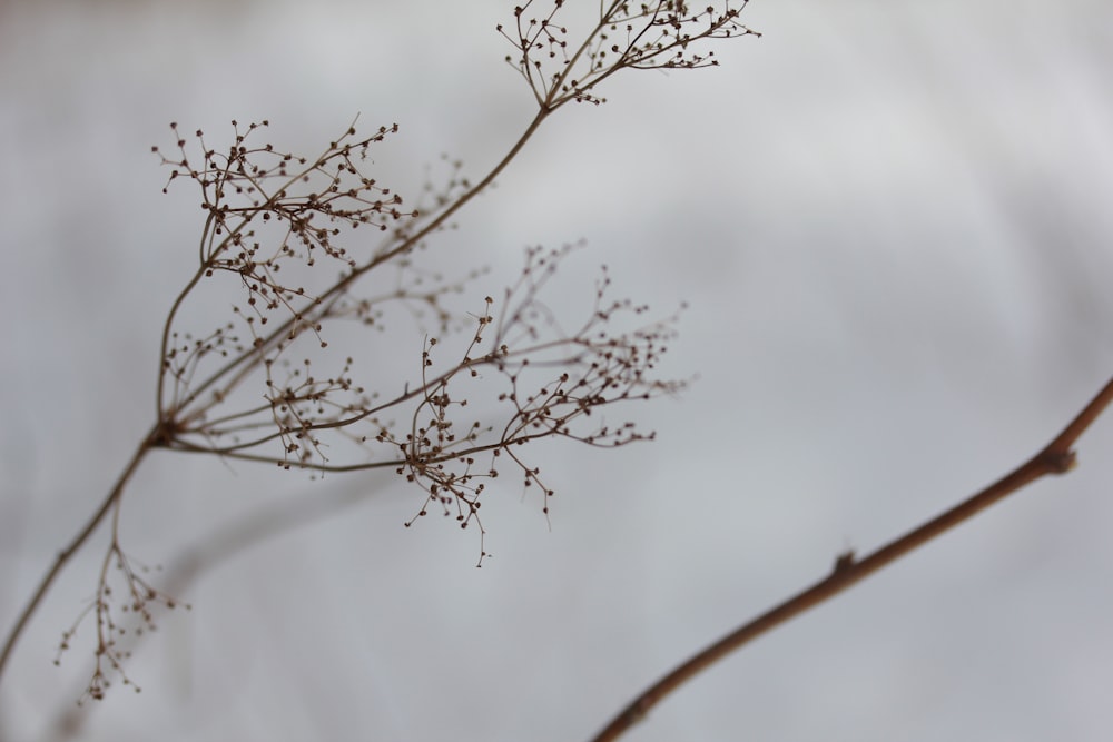 a close up of a branch with small flowers