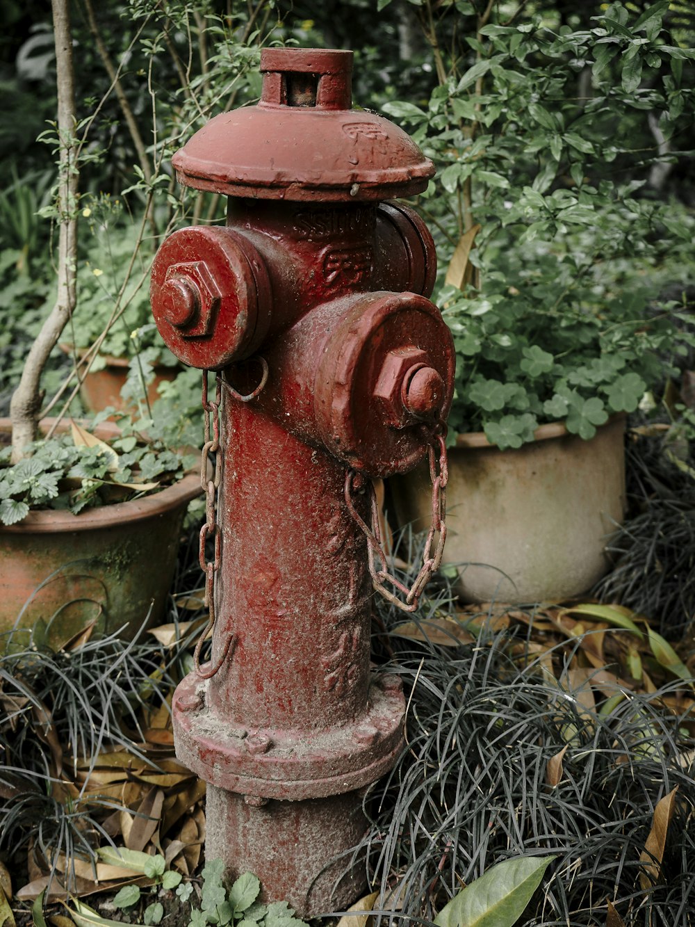 a red fire hydrant surrounded by potted plants