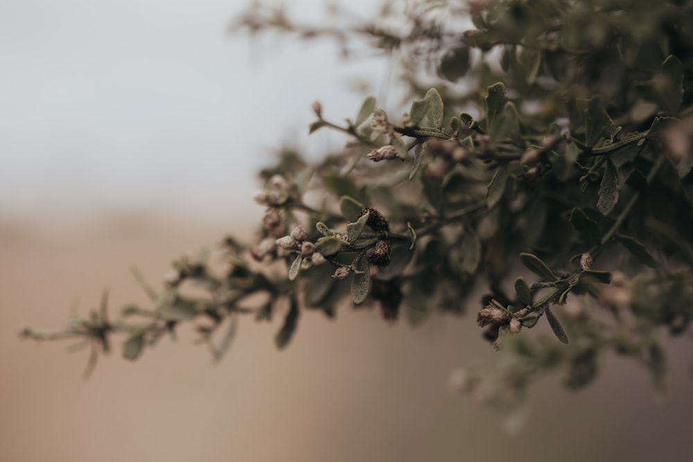 a close up of a tree branch with small leaves