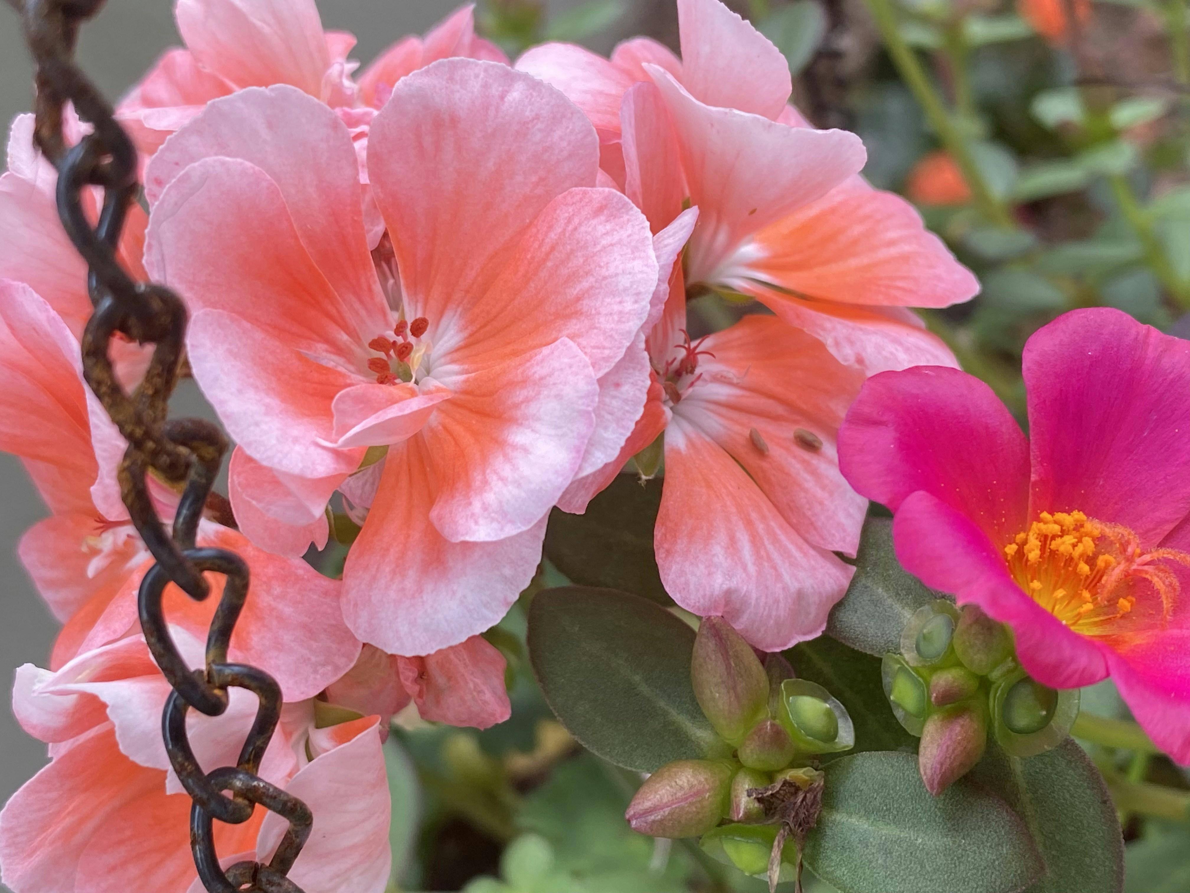 a close up of a pink flower on a chain