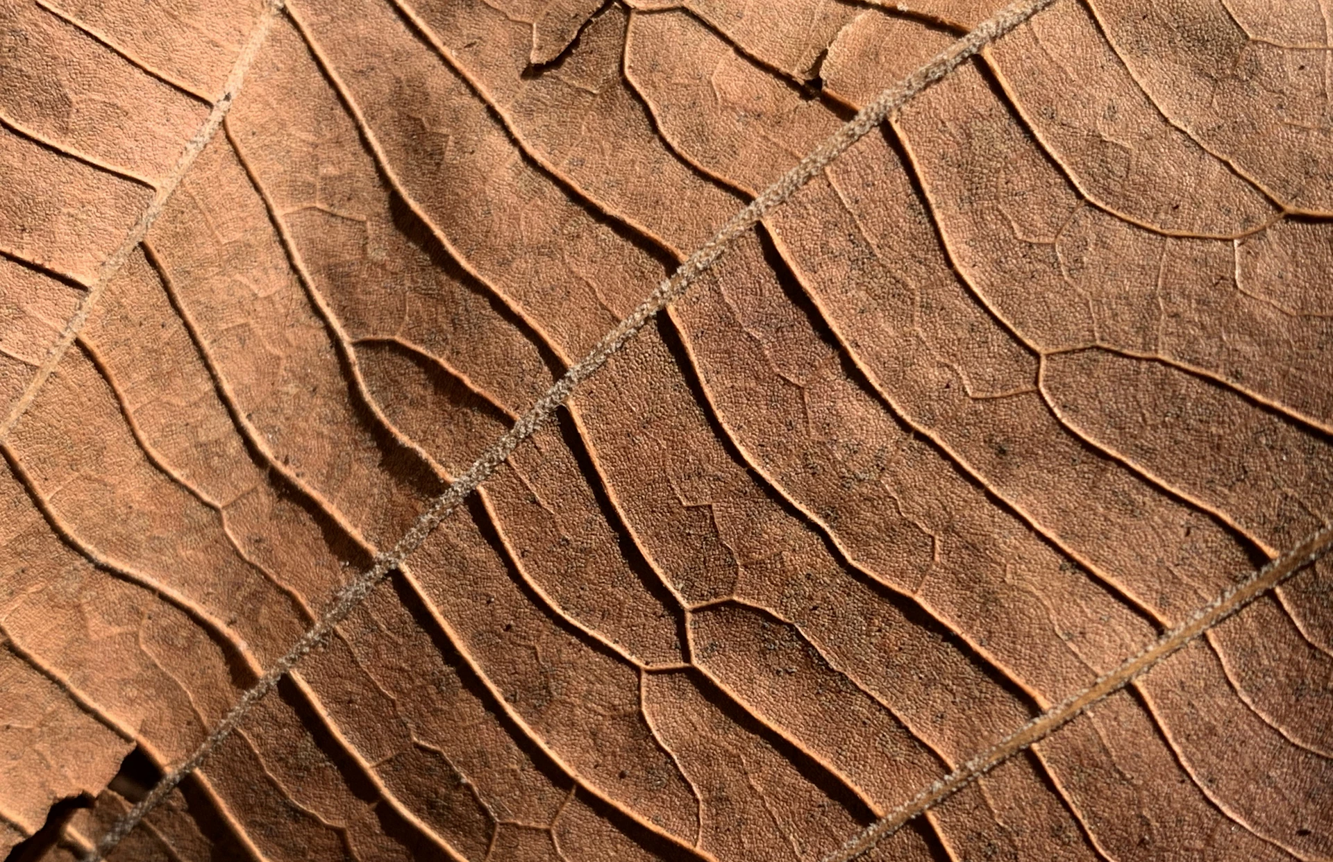 a close up view of the texture of an elephant's skin