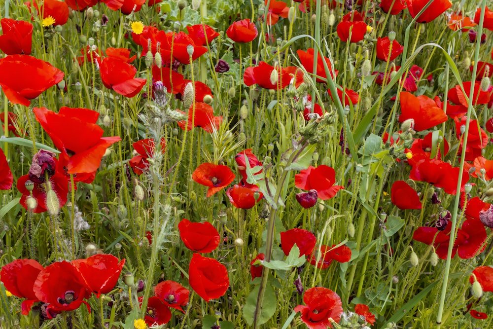 un campo lleno de flores rojas y amarillas