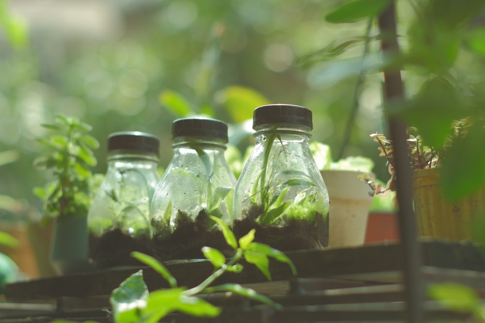 a group of glass bottles filled with dirt and plants