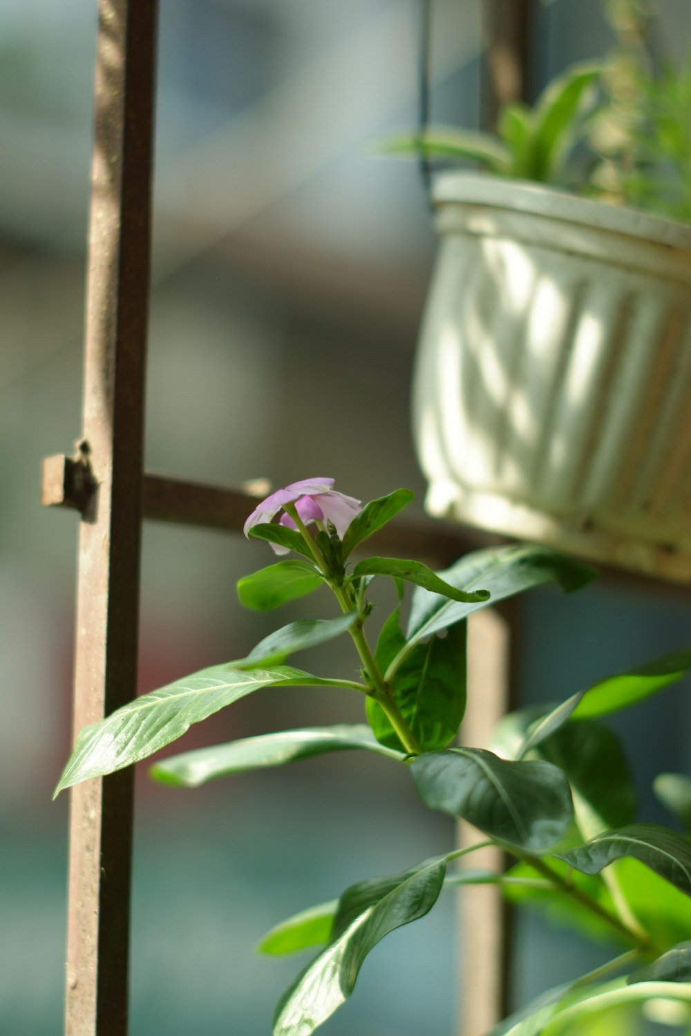 a pink flower sitting on top of a green plant