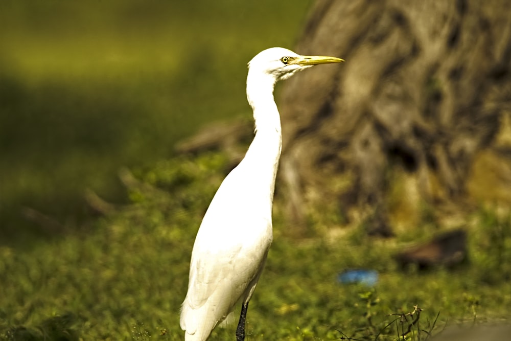 a white bird standing in the grass next to a tree