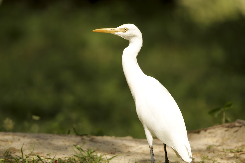 a white bird is standing on the ground