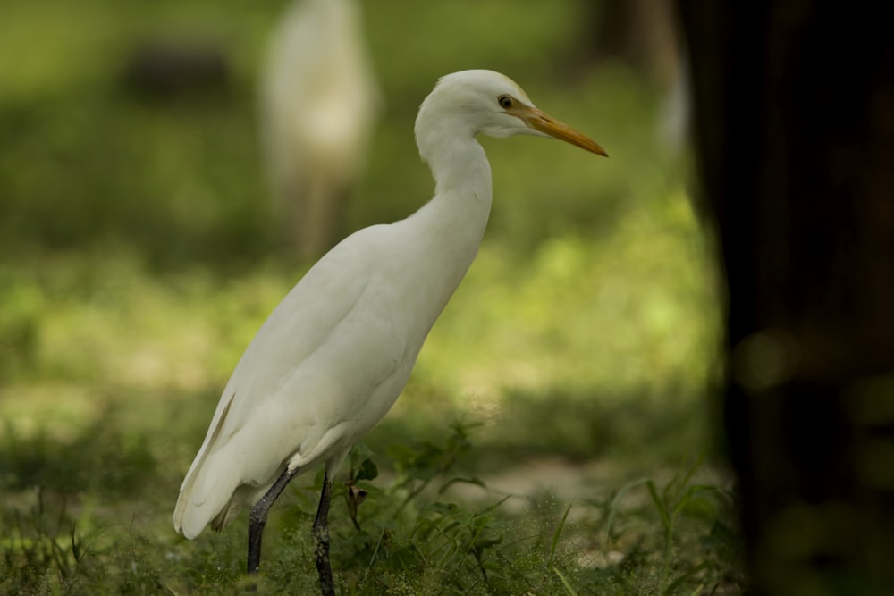 a white bird is standing in the grass