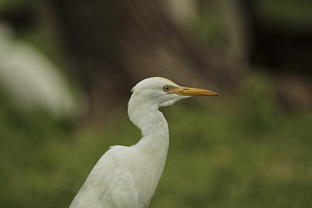 a close up of a white bird with a blurry background