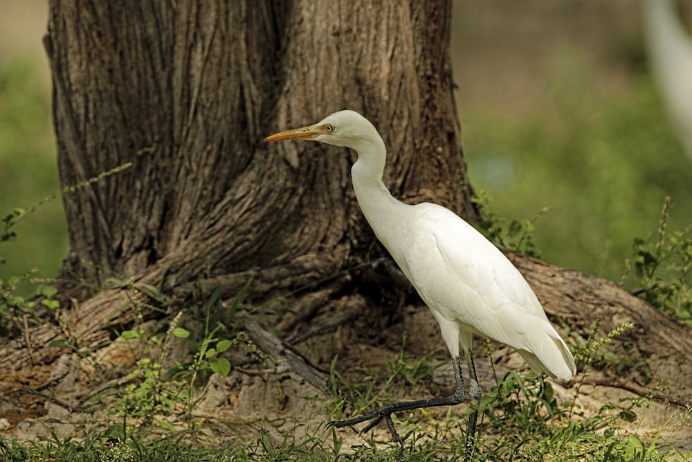 a white bird standing next to a tree