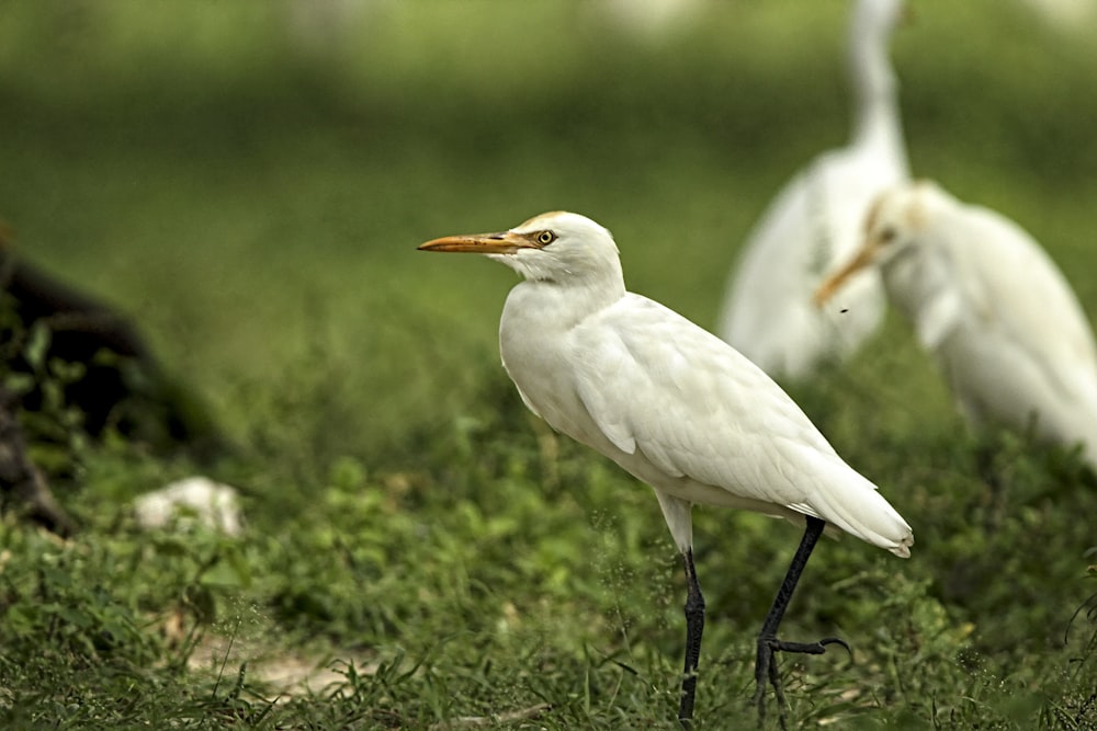 a group of white birds standing on top of a lush green field