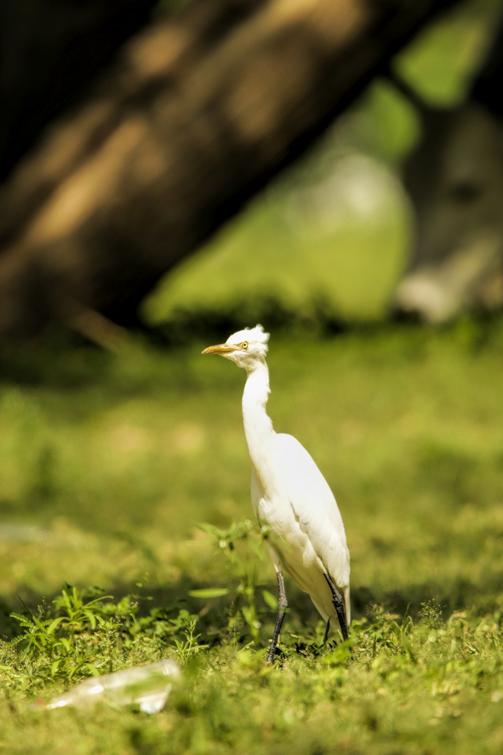 a white bird standing on top of a lush green field