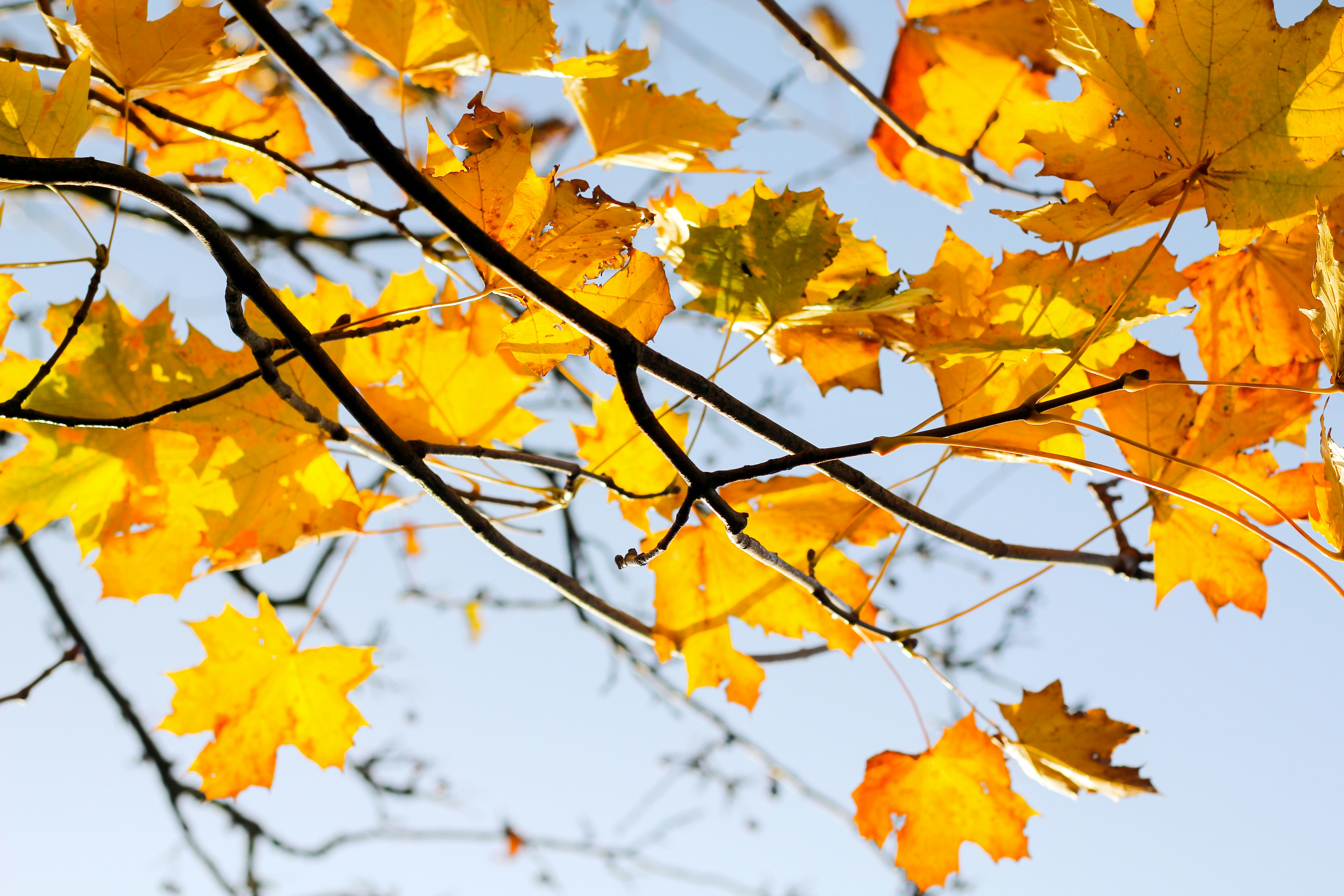 Photo by capitalhaych