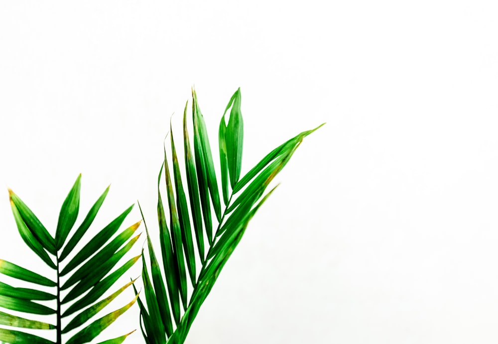 a green plant with a white background