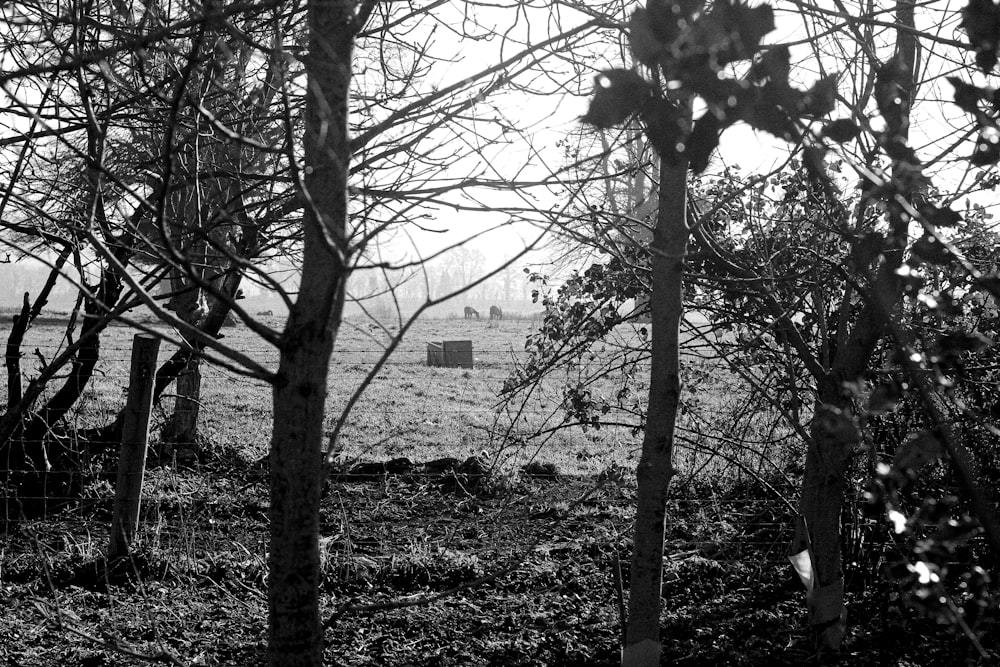 a black and white photo of some trees and hay