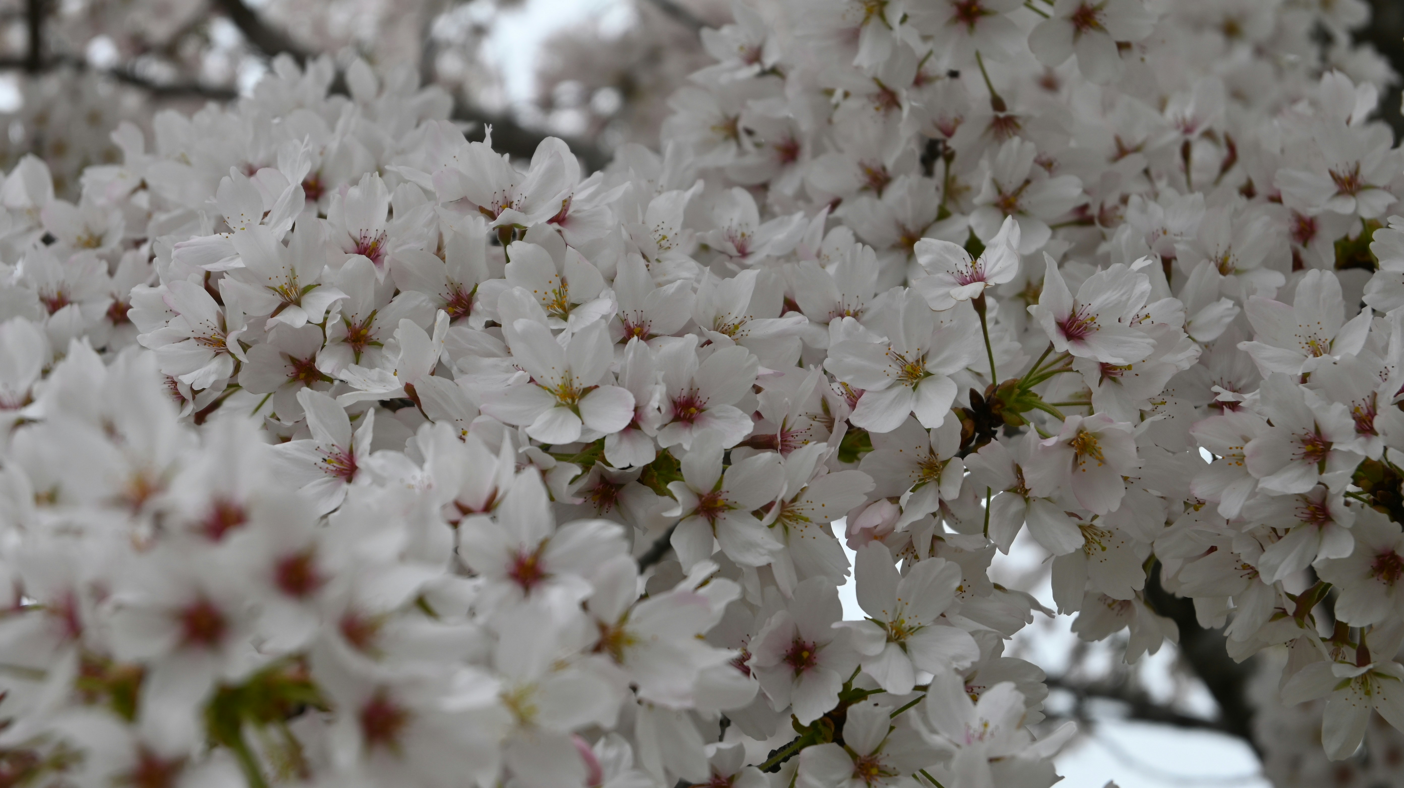 Photo by dionpotkamp