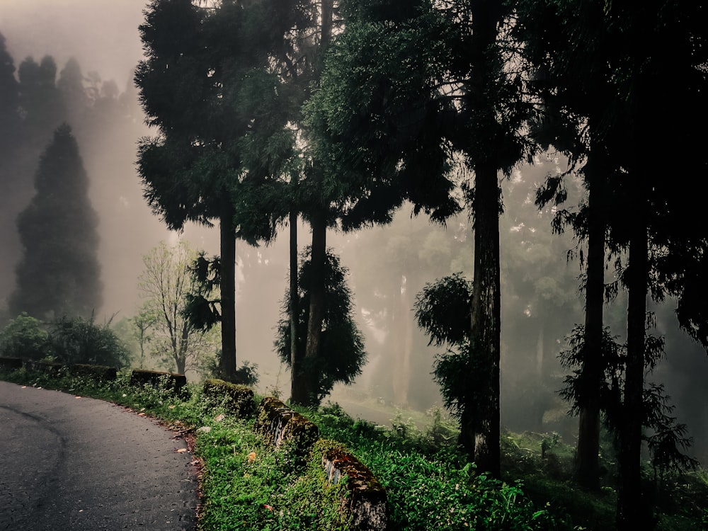 a winding road surrounded by trees in a foggy forest