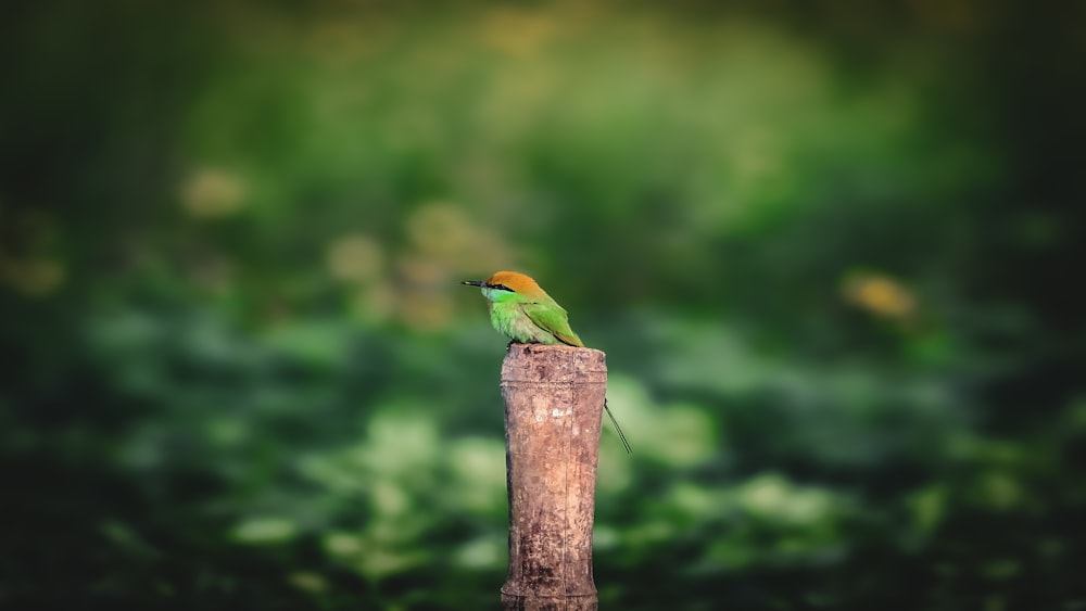 a small green bird sitting on top of a wooden post
