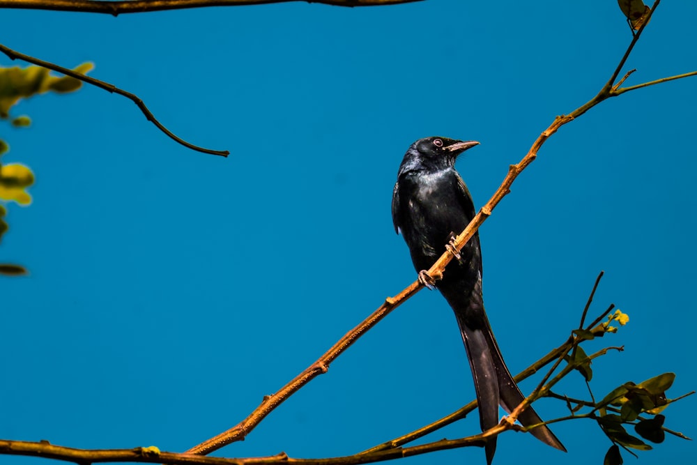 a black bird sitting on top of a tree branch