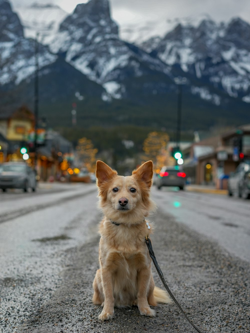 a dog sitting on the side of a road