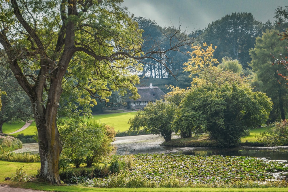 a pond surrounded by trees in a lush green park