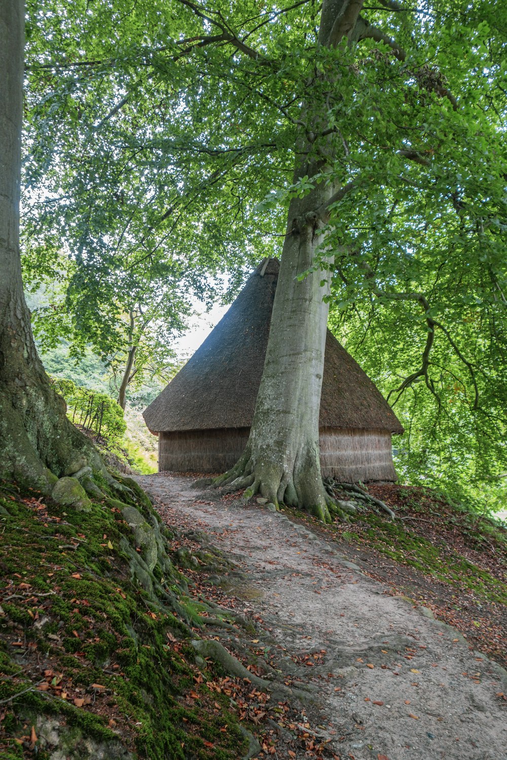 a path leading to a small hut in the woods