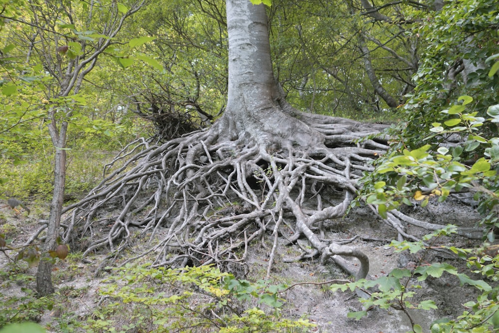 a large tree with its roots exposed in the forest