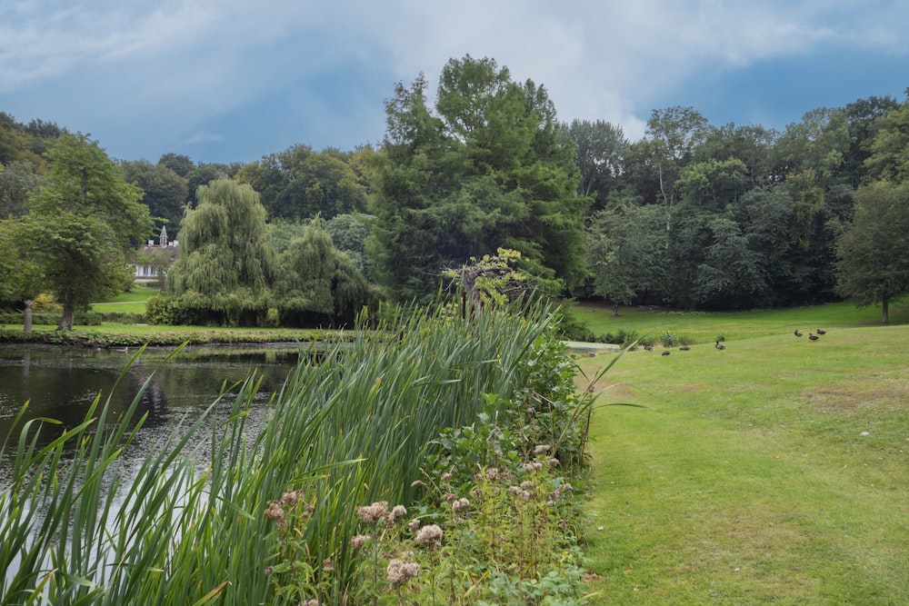 a grassy field next to a body of water