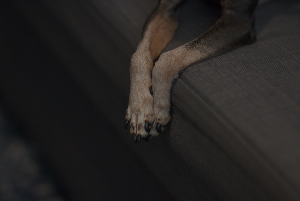 un gros plan d’un chien allongé sur un canapé