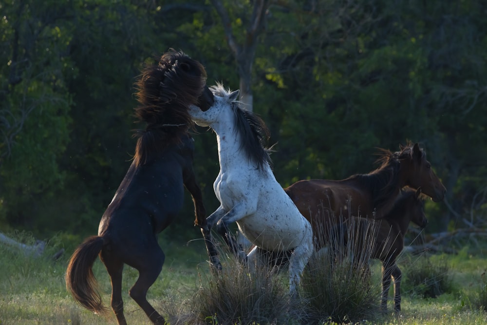 a couple of horses that are standing in the grass