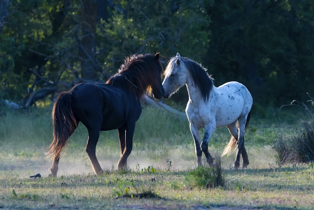 a couple of horses that are standing in the grass