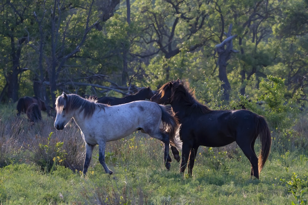 a group of horses standing in a field