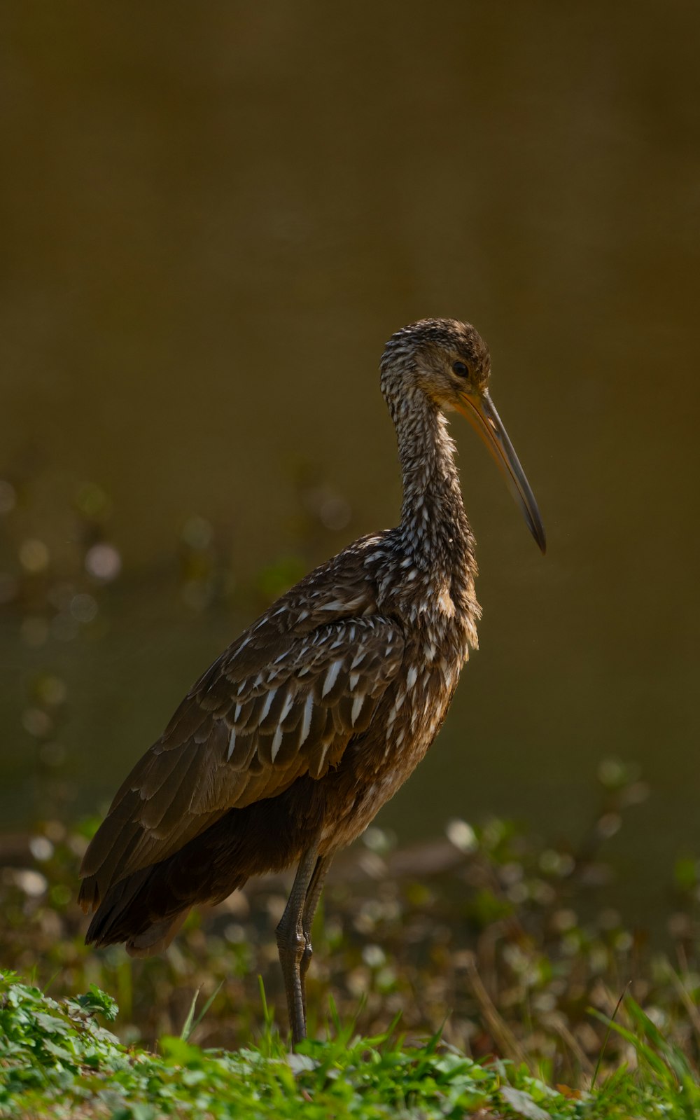 a bird with a long beak standing in the grass