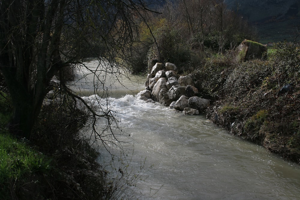 a river running through a lush green forest