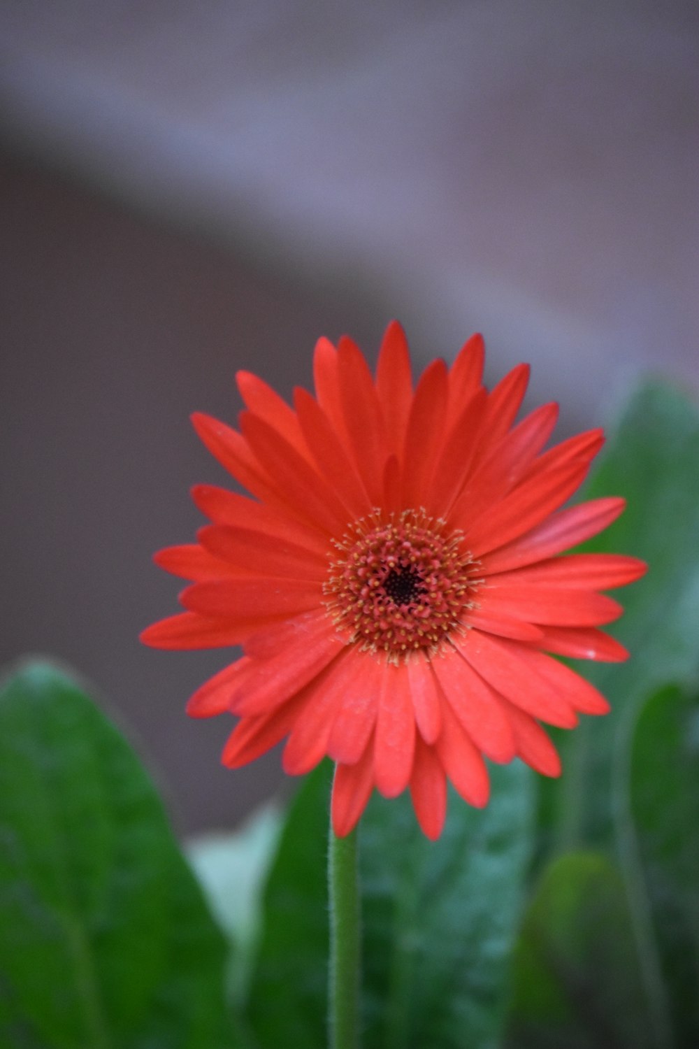 a red flower with green leaves in the background