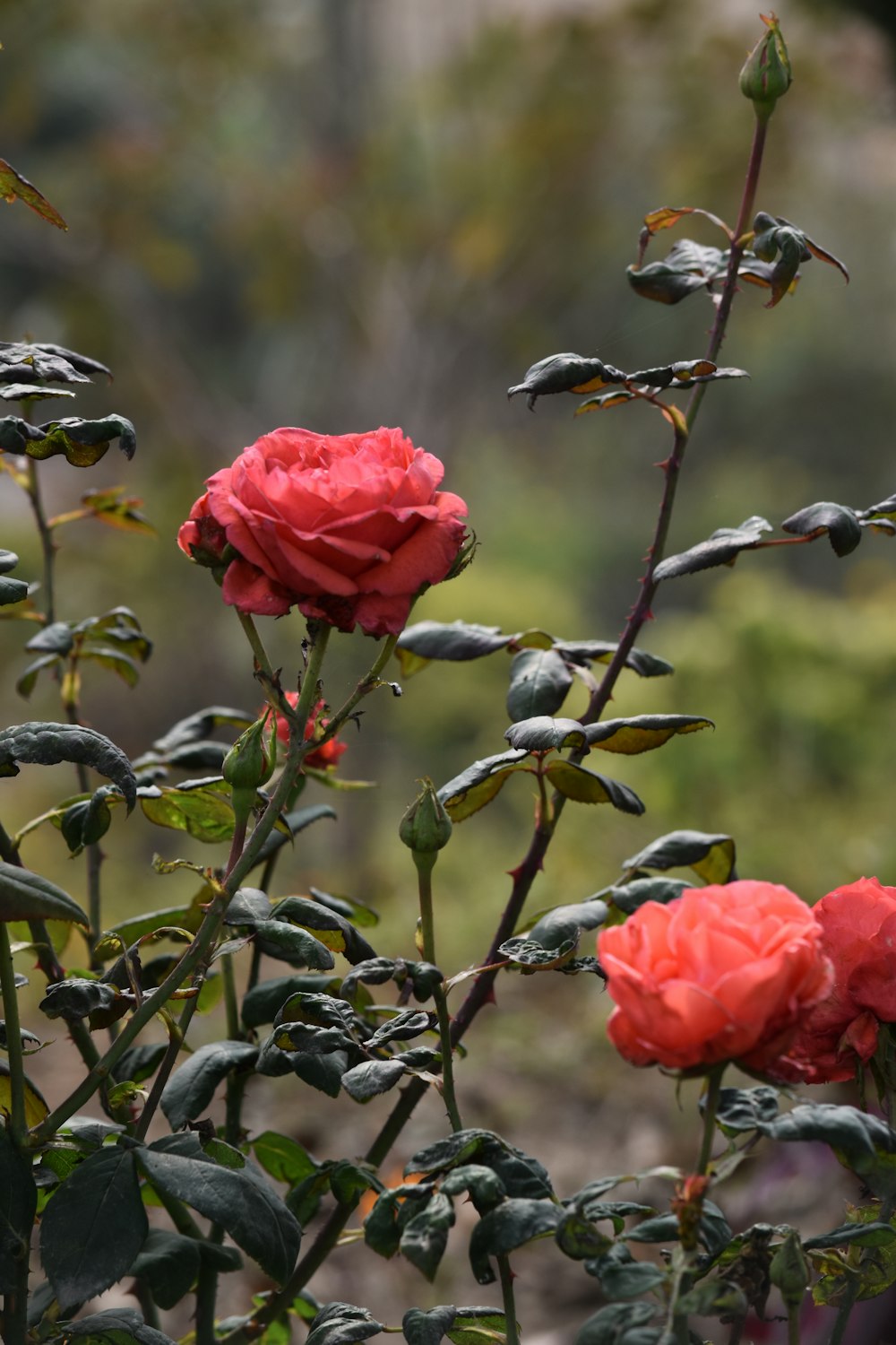a group of red roses growing in a garden
