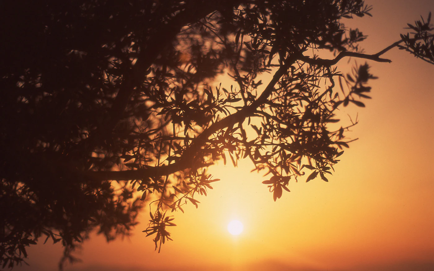 Silueta de olivo al atardecer