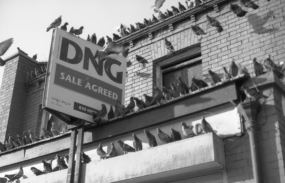 a flock of birds sitting on top of a building