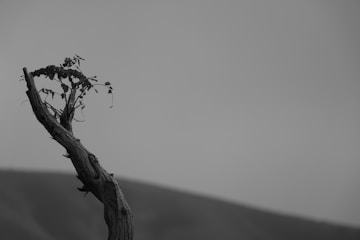 a black and white photo of a tree branch