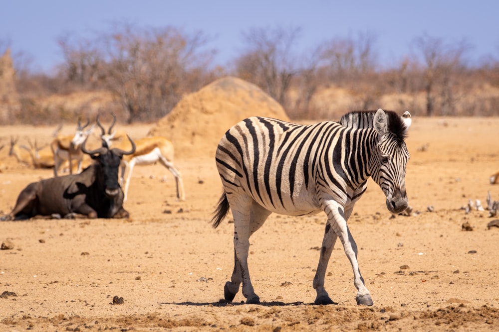 a zebra standing in the middle of a dirt field