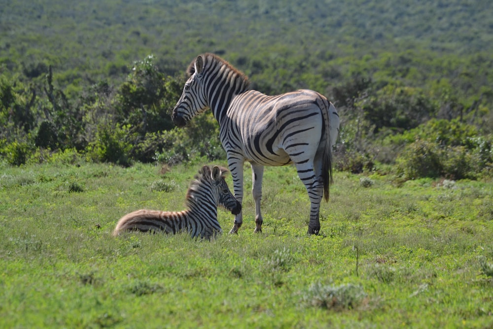 a couple of zebra standing on top of a lush green field