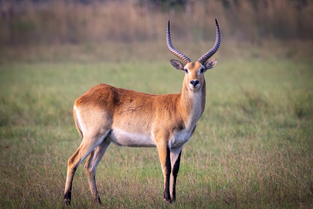 un'antilope in piedi in un campo di erba alta